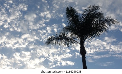 Silhouette Of A Queen Palm Against A Pretty Evening Sky With Puffy Clouds