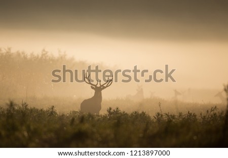 Silhouette of red deer with big antlers in reed on foggy morning. Wildlife in natural habitat