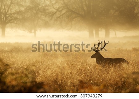 Silhouette of a red deer stag in the mist