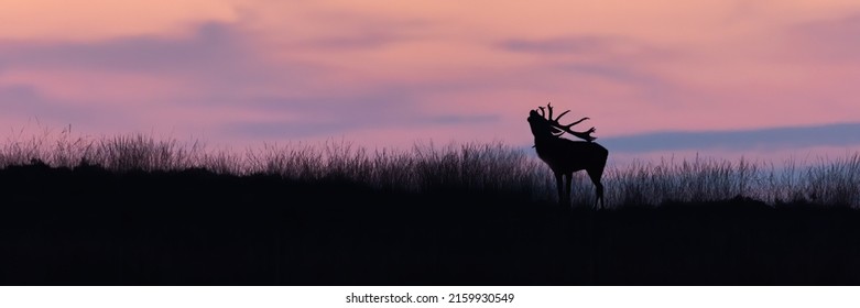 Silhouette of red deer stag roaring on a horizon at sunset.