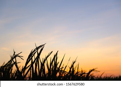 稲穂 シルエット の写真素材 画像 写真 Shutterstock