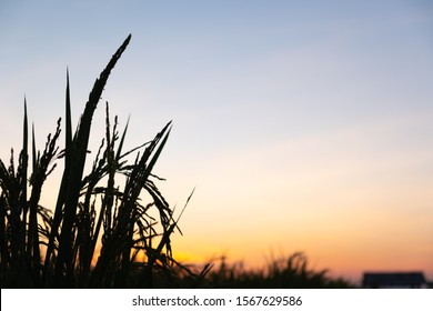 稲穂 シルエット Stock Photos Images Photography Shutterstock