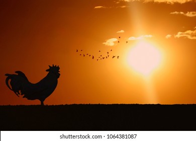 3,922 Chicken sunrise Images, Stock Photos & Vectors | Shutterstock