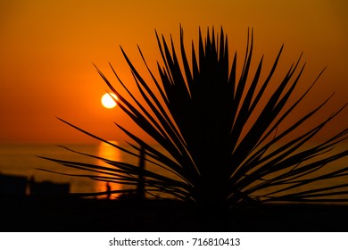 Silhouette Sabal Palmetto Leaves Against Sunset Stock Photo (Edit Now ...