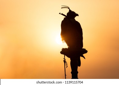 Silhouette Of A Saker Falcon In Front Of A Sunrise In The Desert. Dubai, UAE.