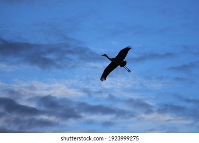 Silhouette of Sandhill Crane flying against blue sky. Bird. Fly. Solo. Single. Flight. Migration.