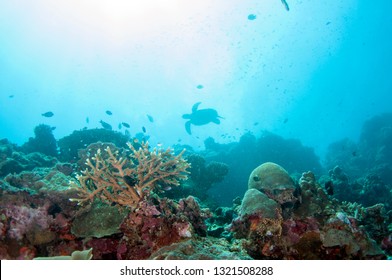 Silhouette of sea turtle. - Shutterstock ID 1321508288