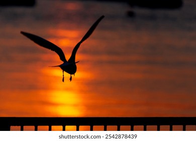 A silhouette of a seagull flying over The River Thames in Gravesend, Kent, UK at sunrise - Powered by Shutterstock