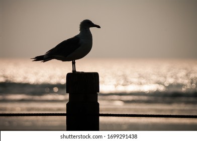 Silhouette of seagull perched on post with shimmering water in background - Powered by Shutterstock