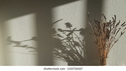 Silhouette Shadow Flower 