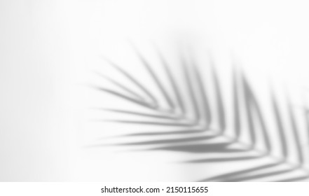 Silhouette Shadow White Background Of Natural Leaves Tree Branch Falling On Wall. Transparent Blurry Shadow Of Tropical Leaves Morning Sun Light.