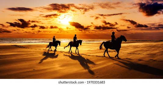 A silhouette shot of horseback riding on the shore with breathtaking golden sunset background - Powered by Shutterstock