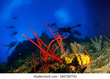 A Silhouette Shot Of Scuba Divers Swimming Along The Wall In Little Cayman