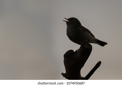 Silhouette Of Singing Bird In The Evening