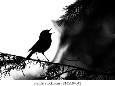 Silhouette Of The Singing Bird With Open Beak On The Branch Of Coniferous Tree