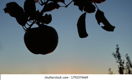 Silhouette of a single apple (Malus), some dark leaves, sky with orange and blue colors. Germany, Swabian Alb.

