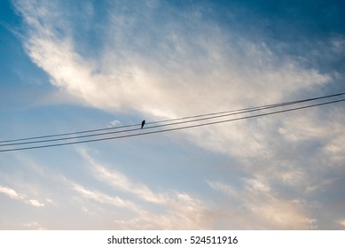 Silhouette of single bird sitting on power line against the sky