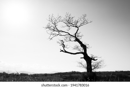 Silhouette of a single leafless gnarly tree in winter season, dark trunk and branches against sunny bright sky, black and white photography
