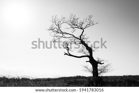 Silhouette of a single leafless gnarly tree in winter season, dark trunk and branches against sunny bright sky, black and white photography