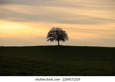 Silhouette Of A Single, Shapely Tree On A Grassy Hill, The Sky In The Background Shows A Pale Afternoon Light