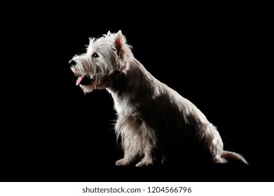 Silhouette of a sitting west highland terrier isolated on black - Powered by Shutterstock