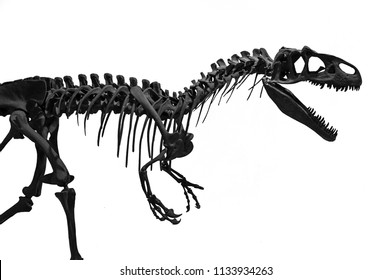 T Rex Dinosaur Skeleton Negative Space Stock Vector (Royalty Free ...