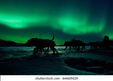 Silhouette der Schlittenhunde-Mannschaft, die Schlitten mit Musher unter den nördlichen Lichtern zieht.