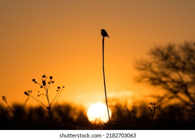 A Silhouette Of A Small Bird Perching On A Tall Grass Against A Blurry Sunset Background