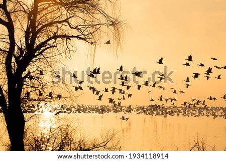 Silhouette of snow geese on foggy lake at sunrise during spring migration in central Pennsylvania.
