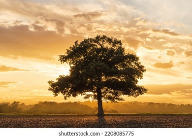 Silhouette of a solitary oak tree in a field shortly before sunset. Much Hadham, Hertfordshire. UK - Powered by Shutterstock