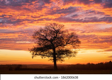 Silhouette of a solitary oak tree at sunset with a dramatic red sky. Much Hadham, Hertfordshire. UK - Powered by Shutterstock