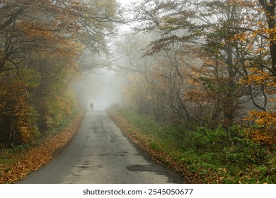 Silhouette of Solitary Person Walking alone Down Misty Road Through Autumn Forest - Powered by Shutterstock