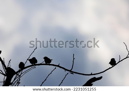 Similar – Image, Stock Photo COMPETITION Bird Starling