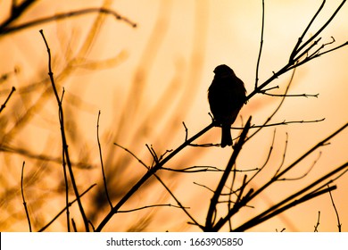 Silhouette of a Sparrow sitting on a branch against the sunset light. Bird in the branches at sunset. Background with silhouettes of a small bird and beautifully intertwining in orange light branches - Powered by Shutterstock