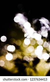 silhouette spider with bokeh background