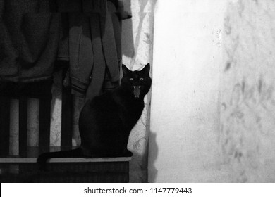 Silhouette Of Spooky Black Cat, Halloween Creepy Midnight, Crazy Pet. Sinister Wicked Black Cat In Dark Night Room, Unlucky Friday 13th, Black And White Photo, Vintage Style