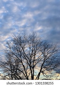 A Silhouette Of The Spreading Branches Of A Leafless Pecan Tree Set Against A Morning Sky With The Light Of Sunrise On A Cloudy Blue Sky.