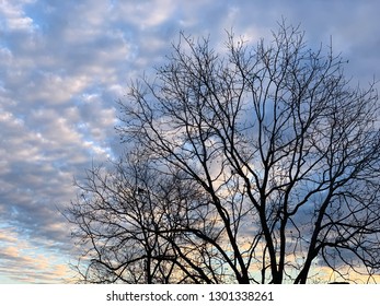 A Silhouette Of The Spreading Branches Of A Leafless Pecan Tree Set Against A Morning Sky With The Light Of Sunrise On A Cloudy Blue Sky.