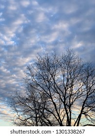 A Silhouette Of The Spreading Branches Of A Leafless Pecan Tree Set Against A Morning Sky With The Light Of Sunrise On A Cloudy Blue Sky.