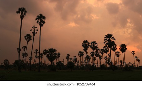 Palm Trees Desert Nevada Usa Instagram Stock Photo 268603493 | Shutterstock