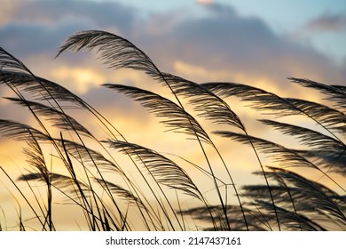 silhouette of swaying from wind reeds flower at twilight sunset