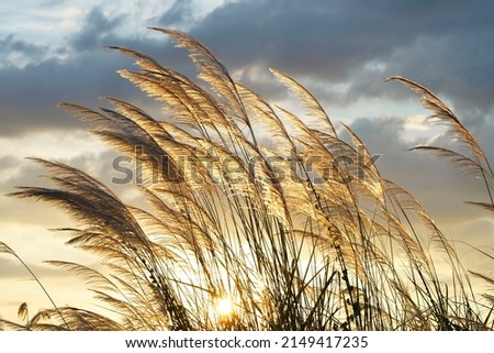 silhouette of swaying from wind reeds flower at twilight sunset