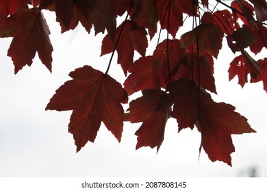 Silhouette Of The Sweet Gum Tree's Red Leaves  