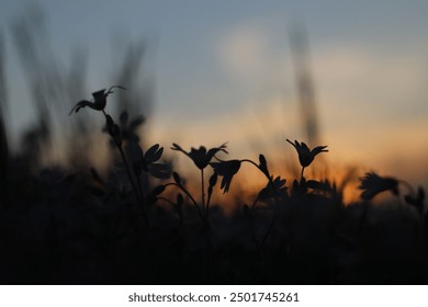 Silhouette of tall grass blades gently swaying in the foreground, captured against a serene sunset sky with soft pastel hues. The calming scene highlights the tranquil beauty of nature at dusk. - Powered by Shutterstock