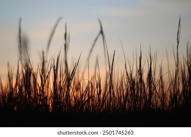 Silhouette of tall grass blades gently swaying in the foreground, captured against a serene sunset sky with soft pastel hues. The calming scene highlights the tranquil beauty of nature at dusk. - Powered by Shutterstock