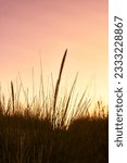 Silhouette of tall grass in the evening