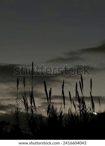 Silhouette of Tall Grass Reeds Against a Dramatic Sky at Twilight Backlit at Sunset Dusk with Clouds