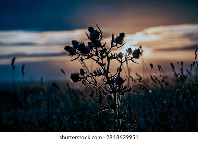 Silhouette of thistle at sunset