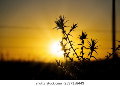 A silhouette of a thorny plant, likely a thistle, stands out against a vibrant orange sunset sky - Powered by Shutterstock