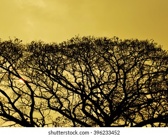 silhouette of tree